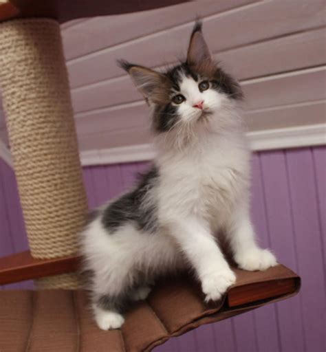 (In this case, the kitten may be acquired (or must be) neteredspayed) For breeding. . Maine coon kittens columbia mo